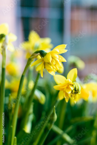 Narcissus pseudo-narcissus yellow without being fully open. 