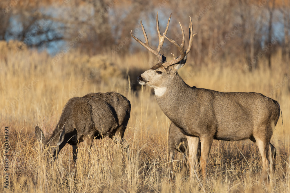Mule Deer Rutting in Colorado in Autumn Mule Deer Rutting in Colorado in Autumn