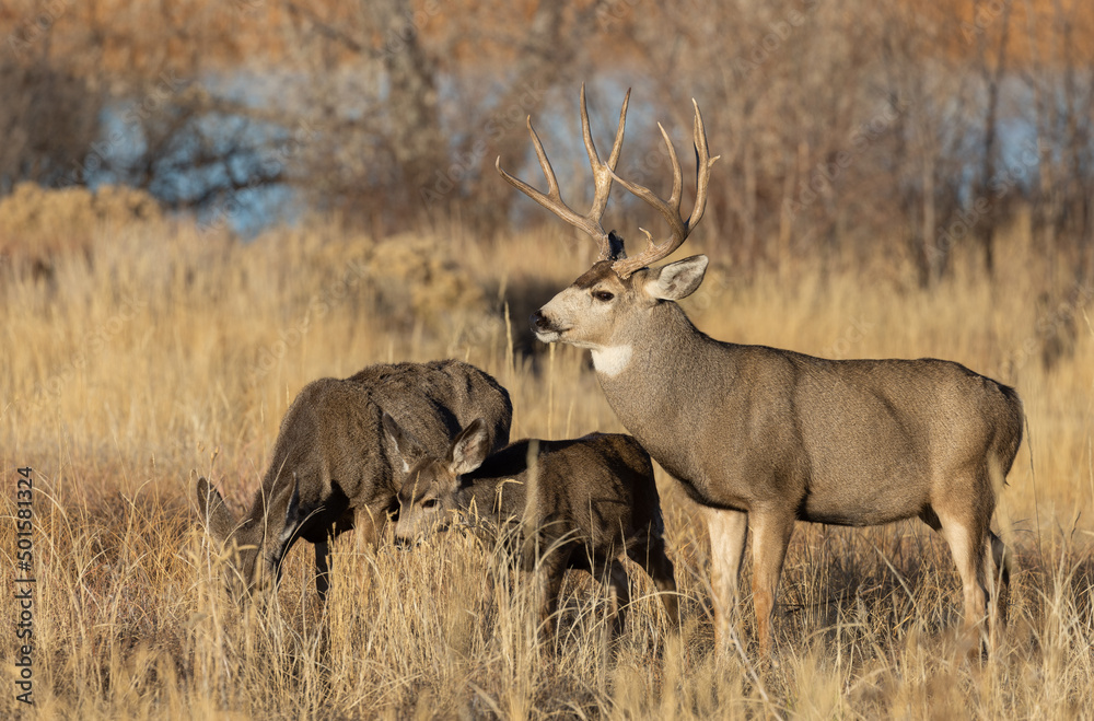 Mule Deer Rutting in Colorado in Autumn Mule Deer Rutting in Colorado in Autumn