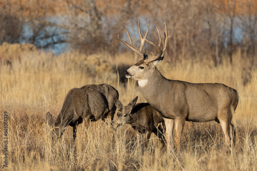 Fototapeta premium Mule Deer Rutting in Colorado in Autumn