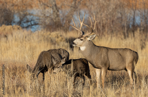 Mule Deer Rutting in Colorado in Autumn
