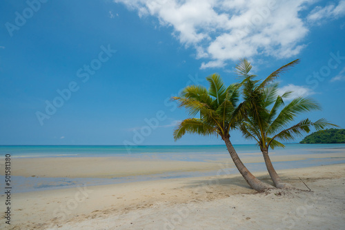 Coconut Palm tree on the white sandy beach