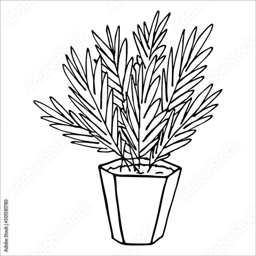 Сute hand drawn houseplant in a pot clipart. Plant illustration isolated on white background. Cozy home doodle.