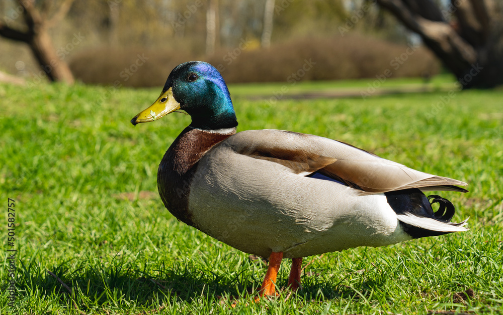 Mallard duck male - close-up of a mallard duck on green grass with blurred background in the park Mallard duck male - close-up of a mallard duck on green grass with blurred background in the park