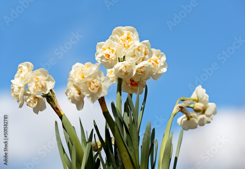 Narcissus Bridal crown blooming with white beautiful flowers