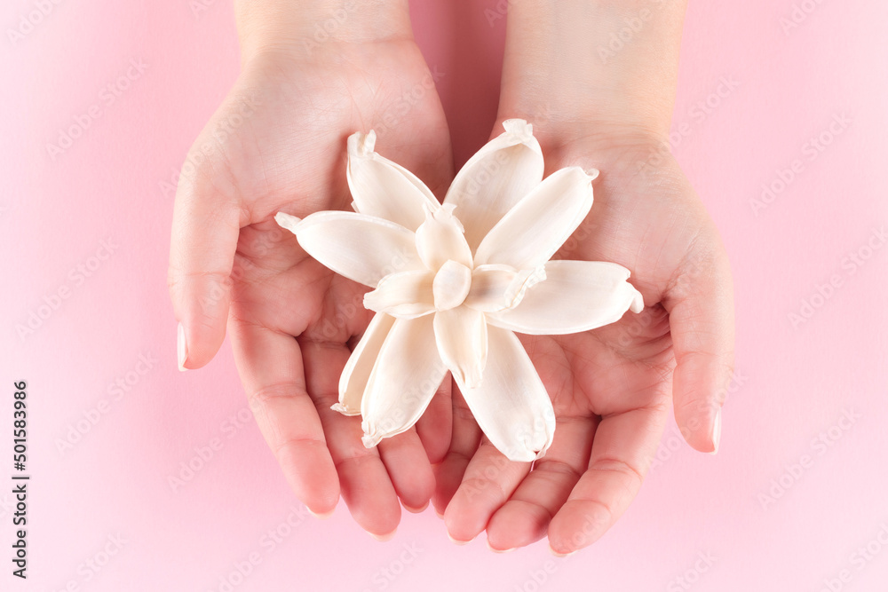 Female hands with beautiful natural manicure with white dried flower on pink background Female hands with beautiful natural manicure with white dried flower on pink background