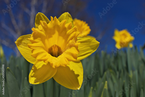 Dramatic Low Angle Close up of Bright Yellow Daffodils in Garden on a Sunny Blue Sky Day © Mark van Dam