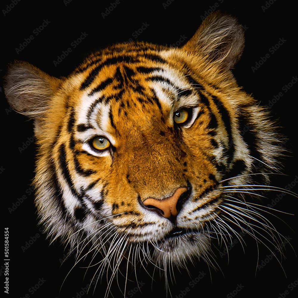 Fototapeta premium Tiger face on black background