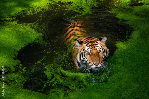 Tiger go down to hunt in a pond full of duckweed.