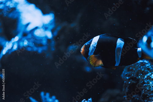 Black and white clownfish (percula clownfish,clown anemonefish, anemonefishes). Amphiprion percula a popular aquarium fish. photo