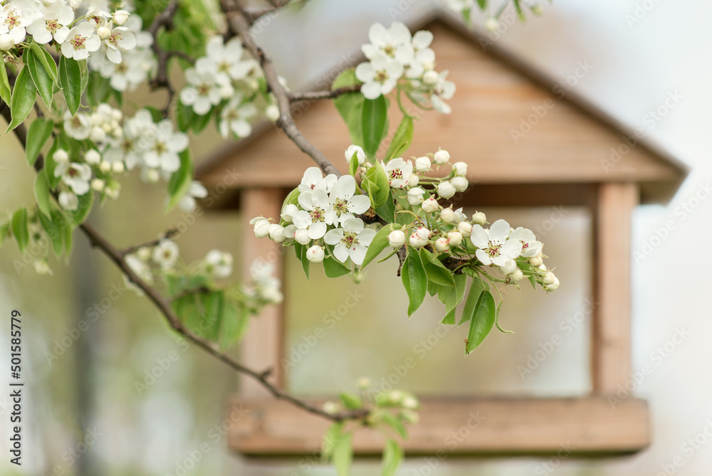 Branche of pear and feeder for bird