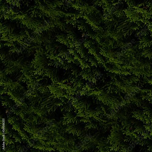 green fern background, seamless forest textures. 