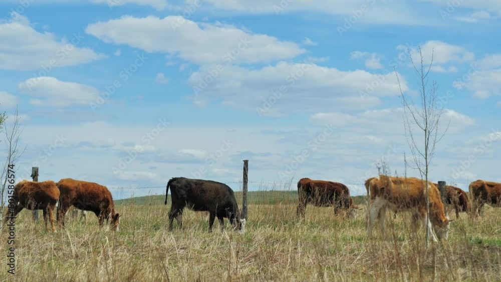Cows grazing on a meadow. Beautiful summer day. Cows grazing on a meadow. Beautiful summer day.