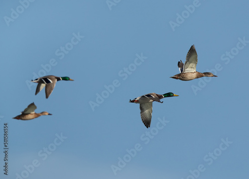 Mallard ducks flying at Asker marsh, Bahrain