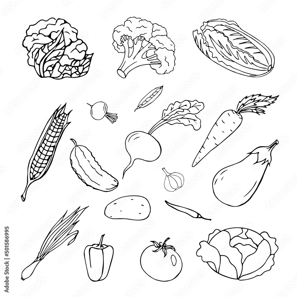 Set of vegetables-tomato,carrot,peas,cabbage,garlic,onion,eggplant,pepper,corn,potato,radish,cucumber,isolated on a white background.Vector illustration in doodle style.