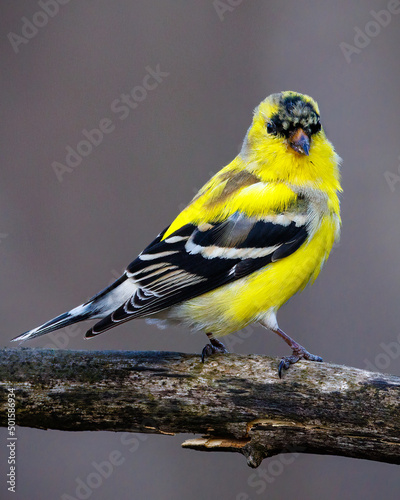 фотографія Close up of a male American Goldfinch (Spinus tristis) molting into breeding plumage during early spring