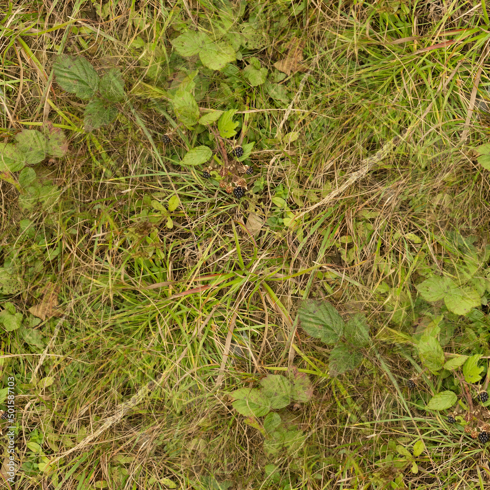 green moss on the ground, seamless forest textures. green moss on the ground, seamless forest textures.