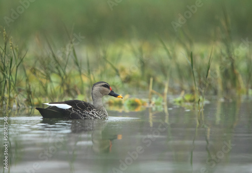 Indian spot-billed duck at Bhigwan bird sanctuary, India