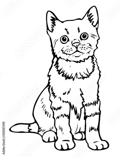 Vector illustration of black and white kitten. Hand drawn cat.