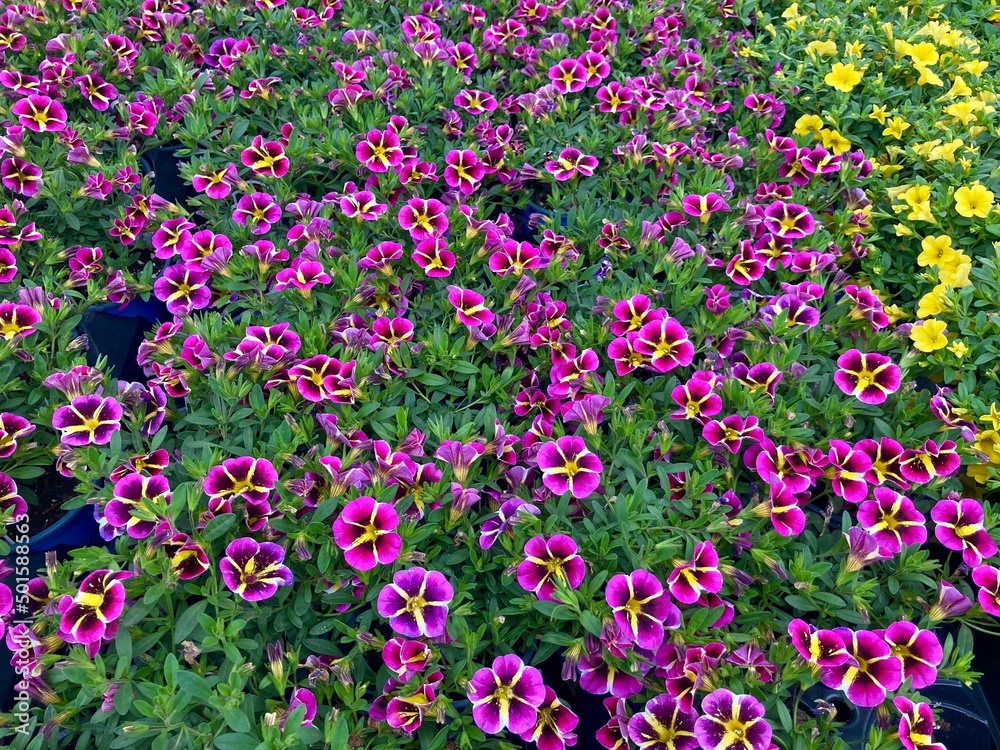 Fototapeta premium pink and yellow petunias at the market