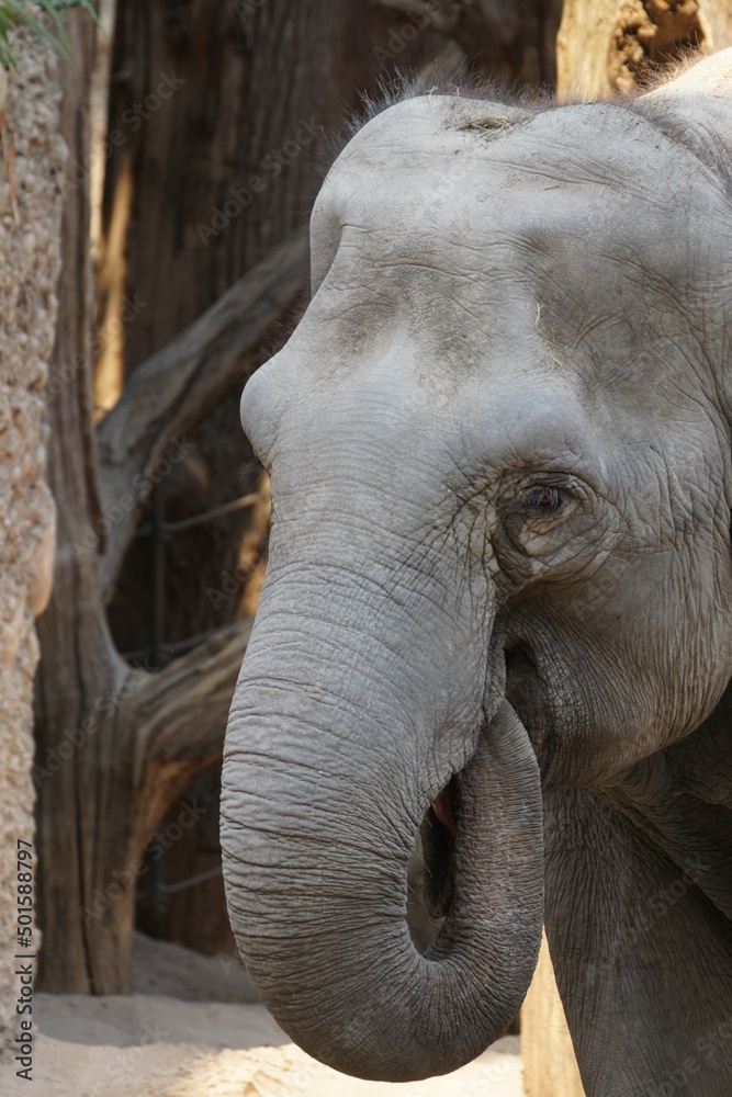 Fototapeta premium Apetit wie ein Elefant