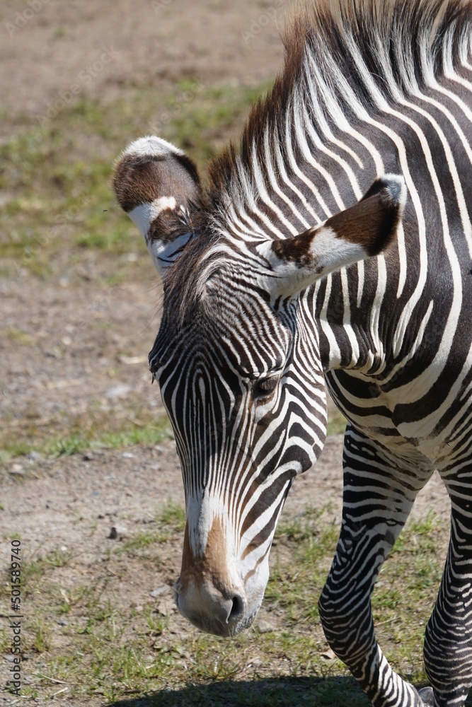 Naklejka premium Zebraportrait