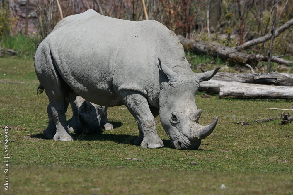 Fototapeta premium weisses Nashorn