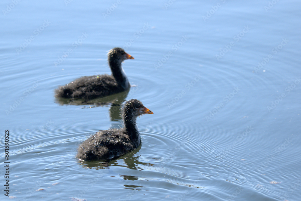 Deux jeunes Foulques Macroules (Fulica atra) nageant dans un plan d'eau - Bas Rhin - France