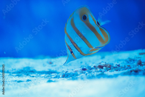 Butterfly fish in blue sea . Copperband Butterflyfish photo