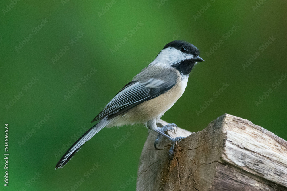 Black-Capped Chickadee, perched on a log. Black-Capped Chickadee, perched on a log.