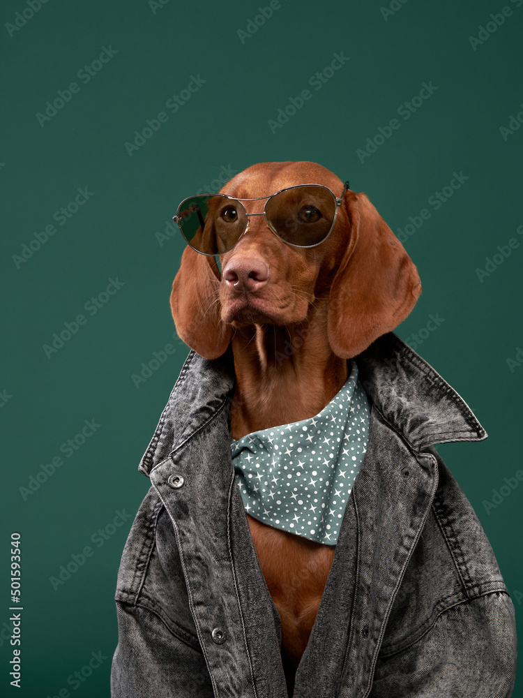Hungarian Vizsla dog in glasses and a denim jacket. Funny pet in human  clothes Stock Photo | Adobe Stock