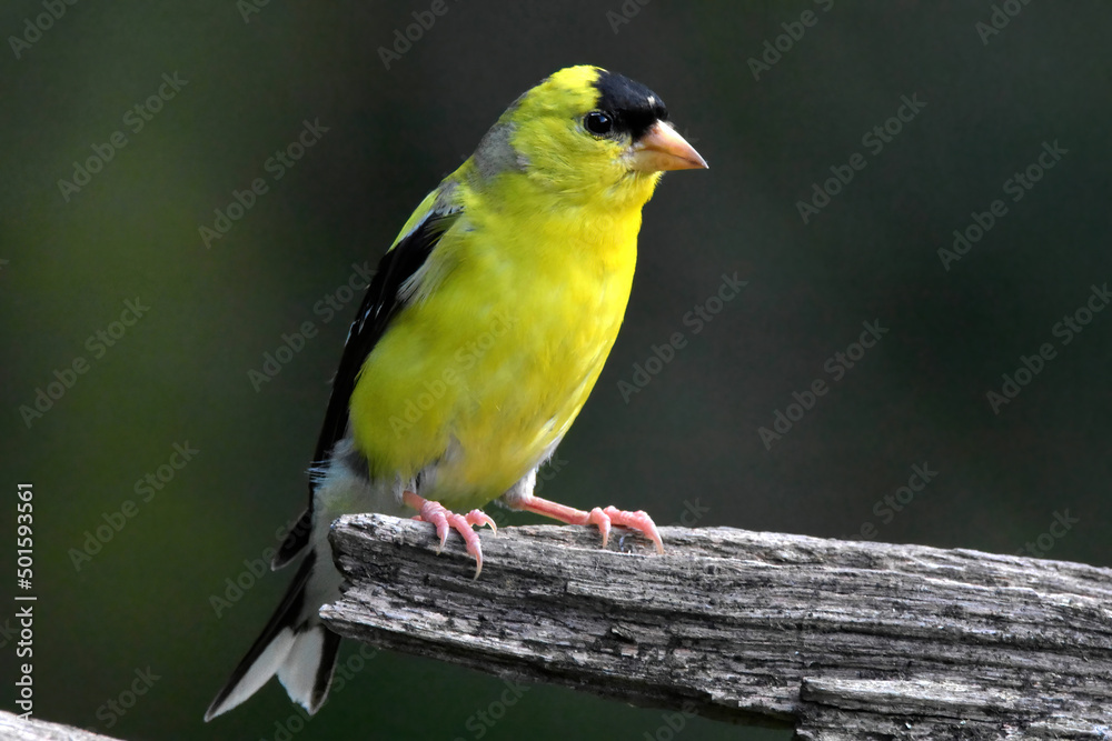 American Goldfinch perched on log. American Goldfinch perched on log.