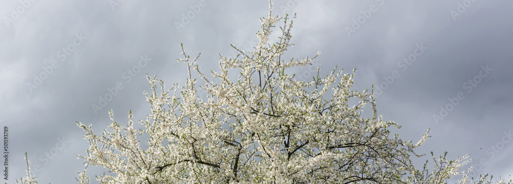 Wiosenne białe kwiaty kwitnące na gałęziach drzewa na tle zachmurzonego nieba. - obrazy, fototapety, plakaty 