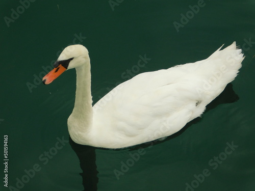 Fototapeta Naklejka Na Ścianę i Meble -  cisne