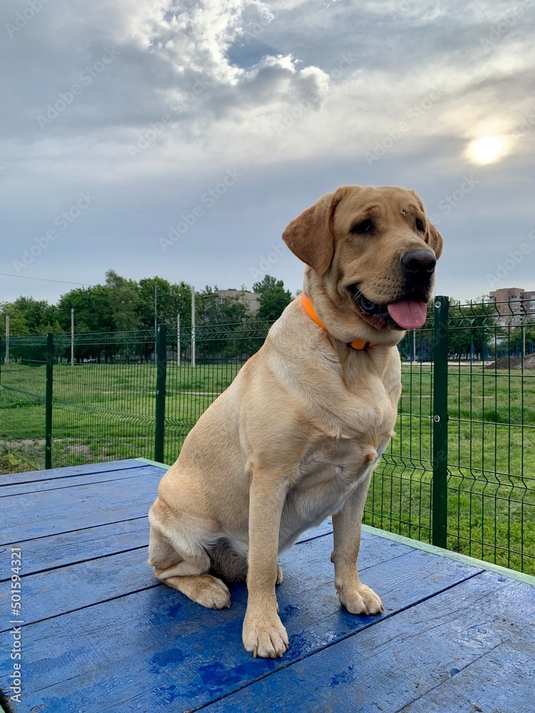 golden retriever dog golden retriever dog
