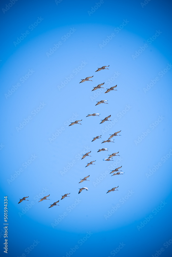 Fototapeta premium large flock of cranes flying 
