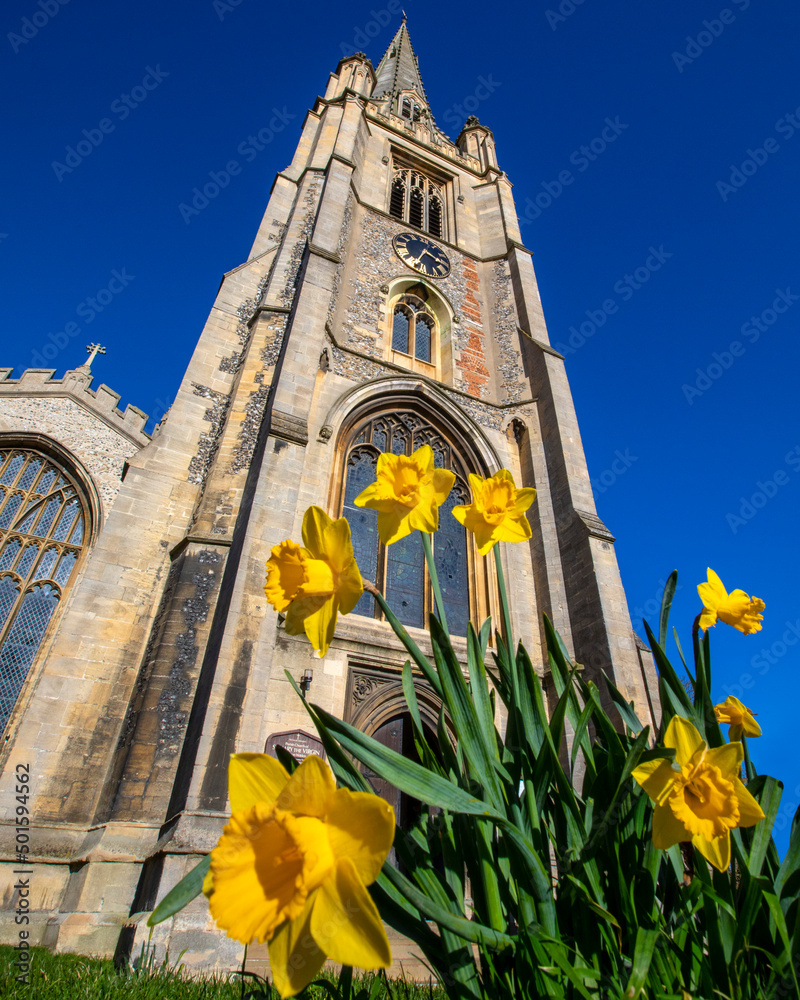 St. Marys Church and Daffodils in Saffron Walden, Essex, UK
