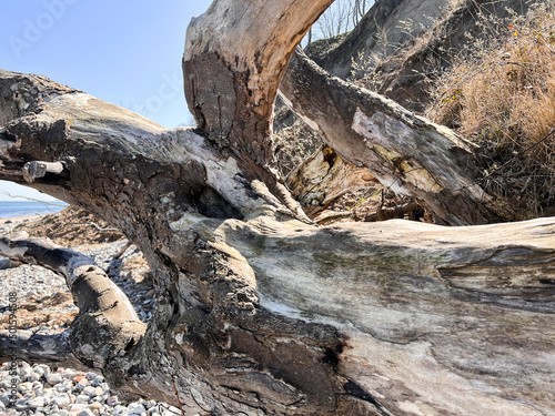 Close up photo of dry beautiful old tree