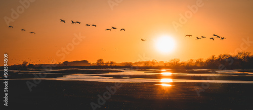 large birds flying at sunset