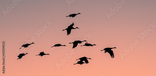 large birds flying at sunset
