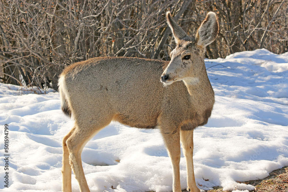 Fototapeta premium Mule deer in winter