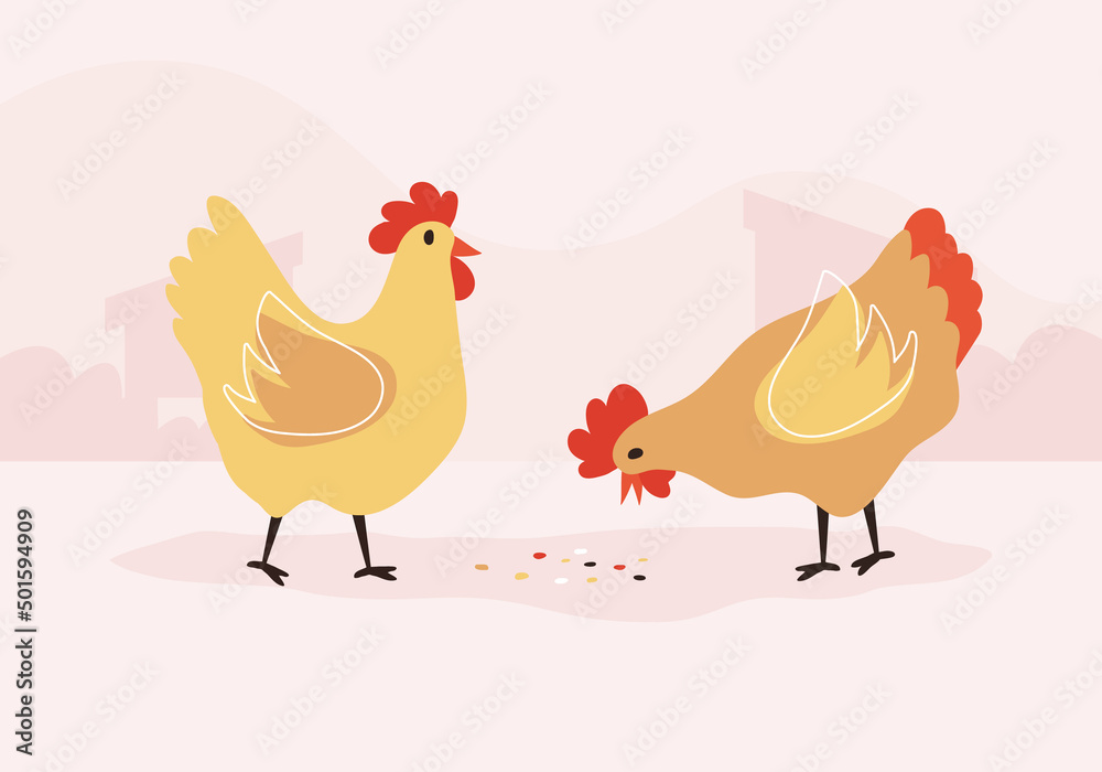 Animal farm. Domestic chicken vector illustration.