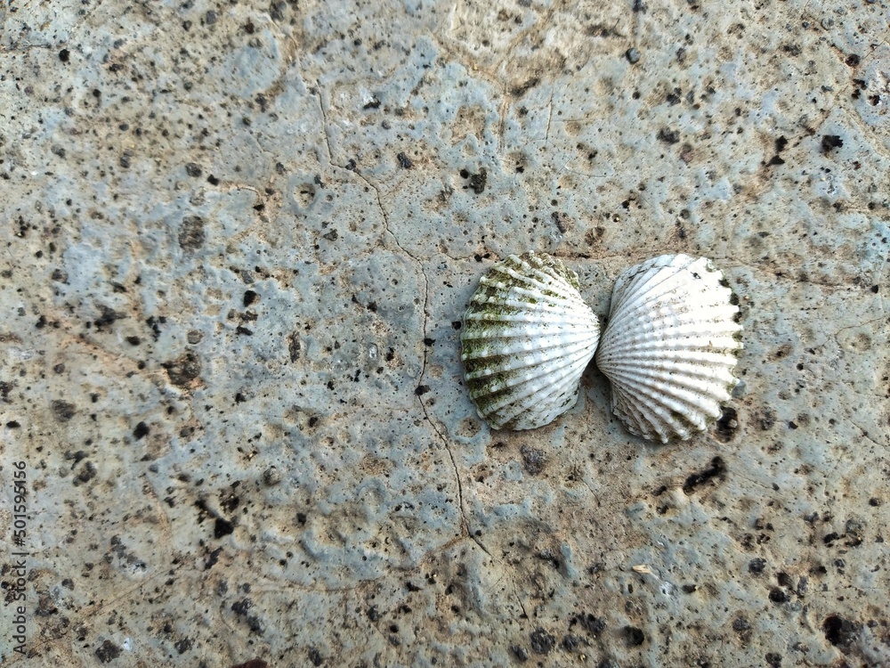 shell on sand shell on sand