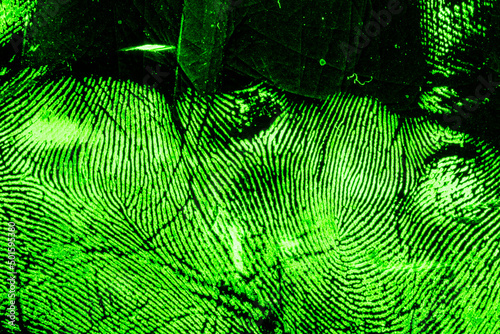 Fingerprint examined with forensic light, treated with chemical reagent.