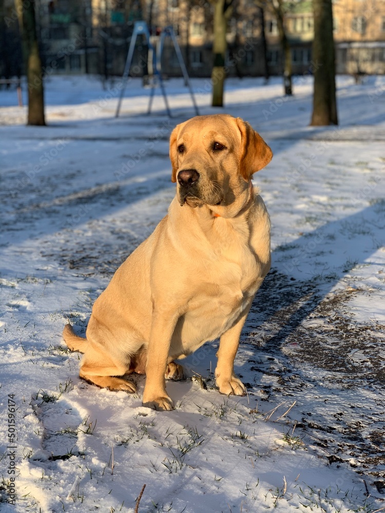 dog in snow