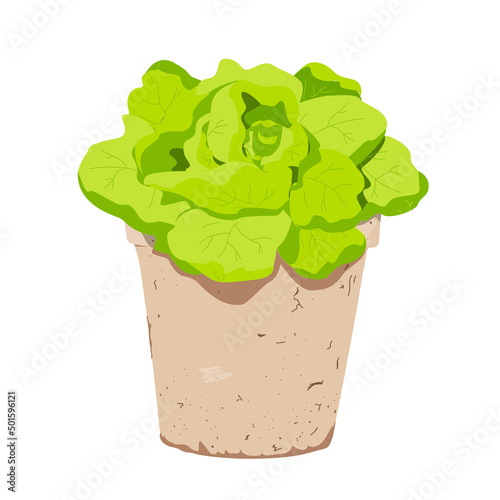 Green letucce salad in pot. Vector colorful illustration.
