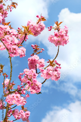 Pink sakura, cherry blossom. Closeup on twigs with flowers on bright day with blue sky. Romantic springtime natural background in pink and pale blue,