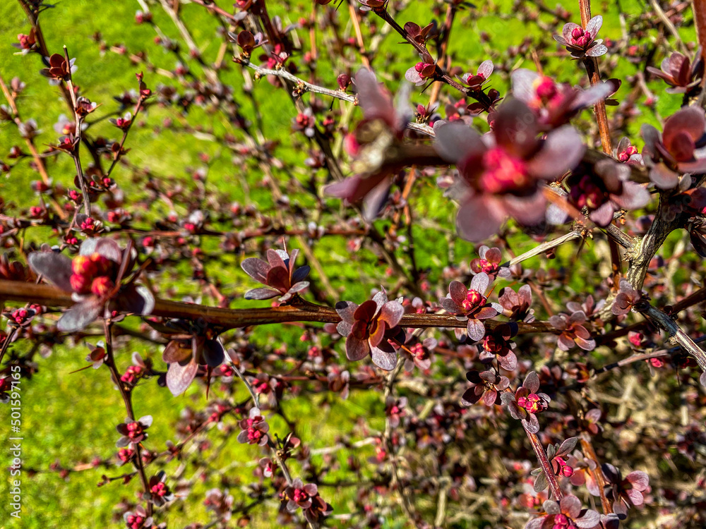Obraz premium shrub with thorns