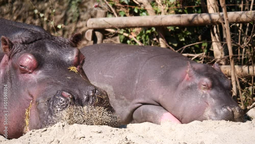 Adult Hippo and newborn baby sleeping together outdoors in sandy terrain,close up Adult Hippo and newborn baby sleeping together outdoors in sandy terrain,close up