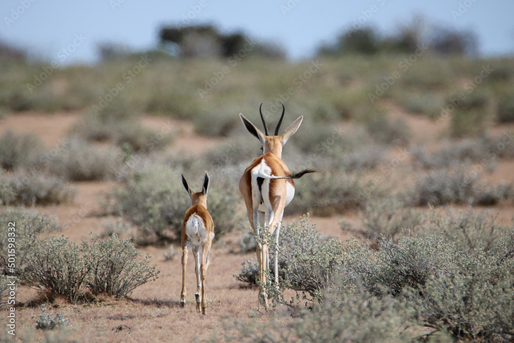 Naklejka premium Springbok and lamb, Etosha National Park, Namibia